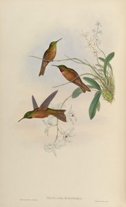 Phaiolaema rubinoides door John Gould